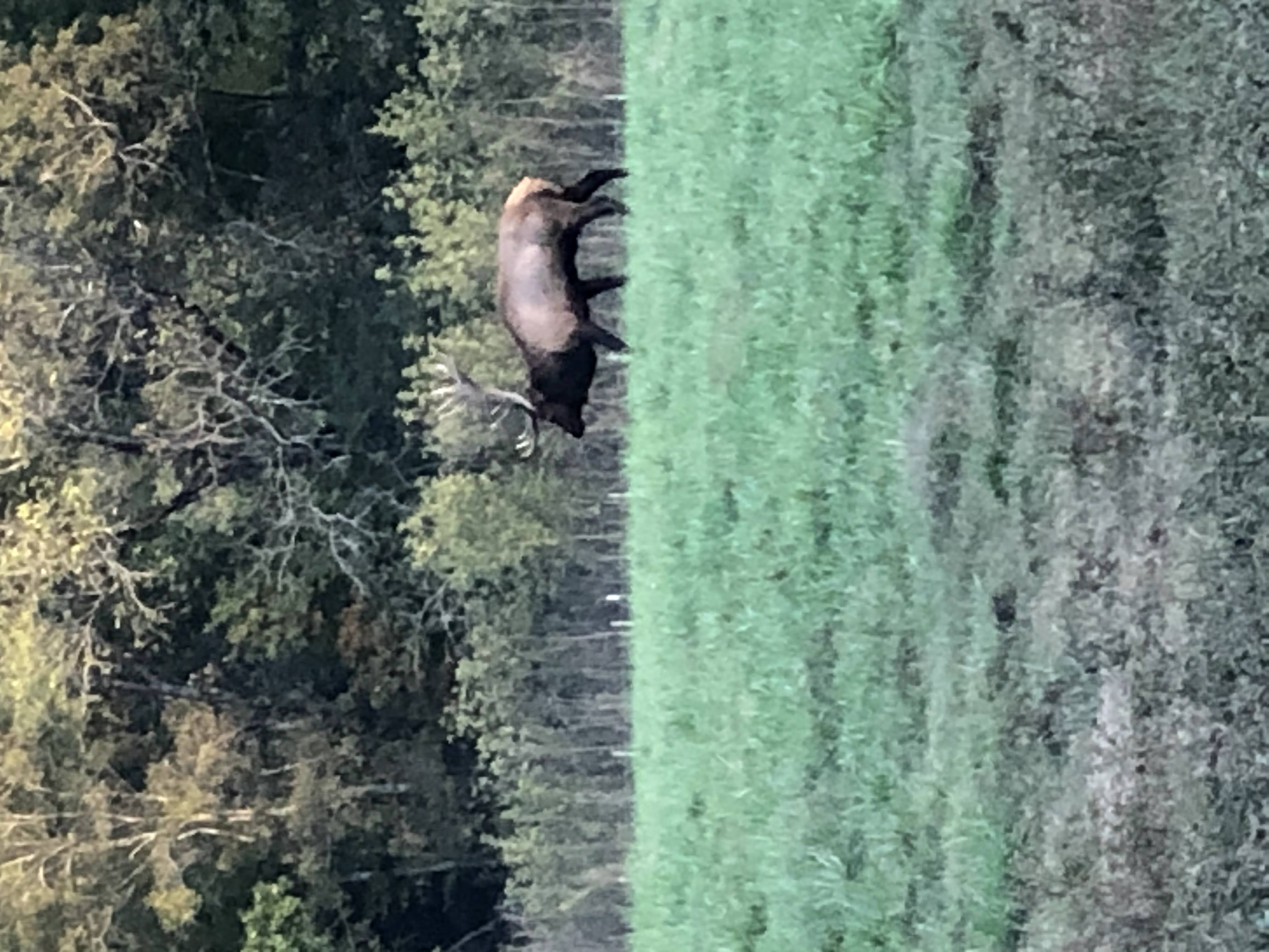 ponca elk