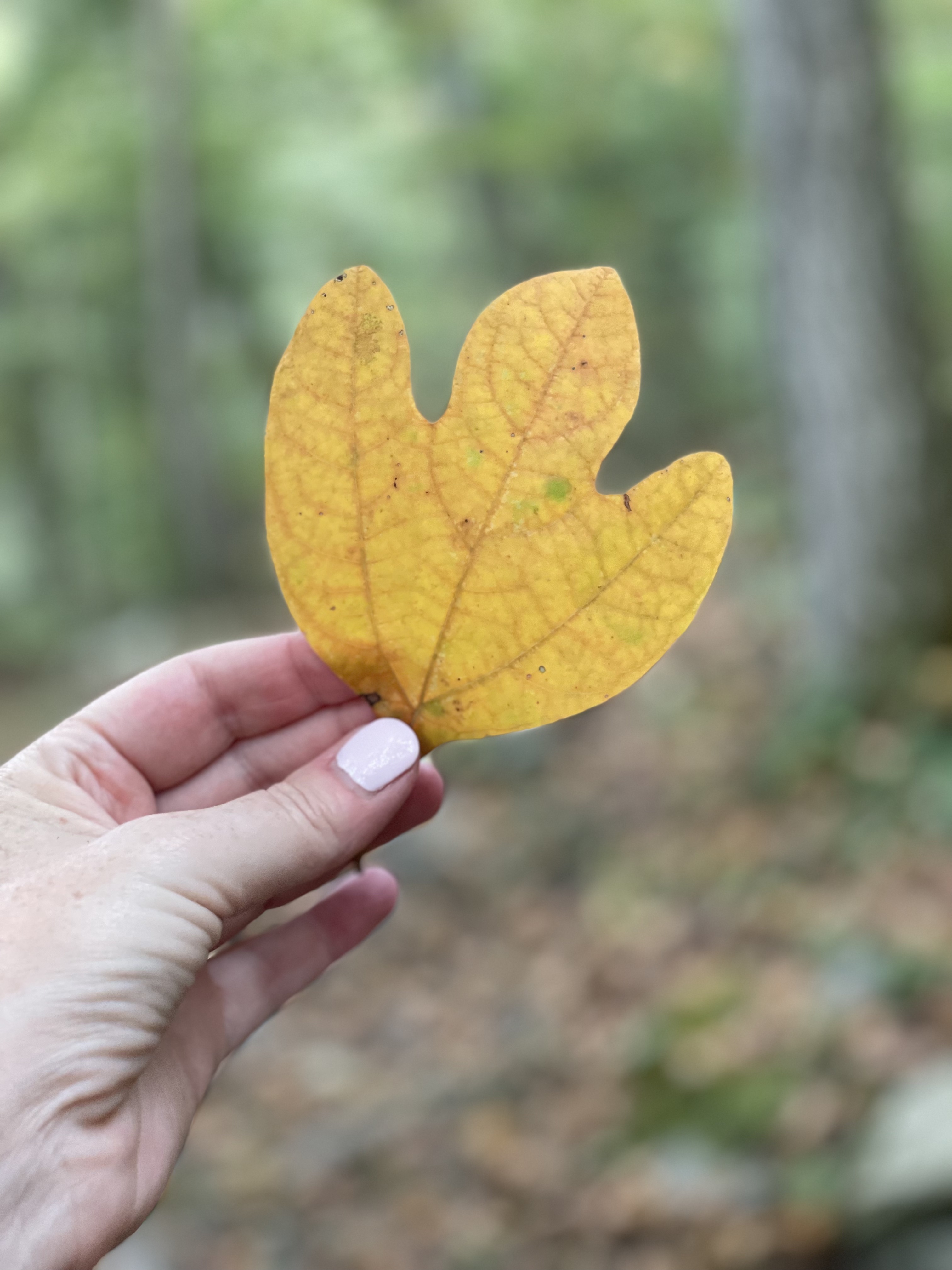 yellow leaf from fall hike