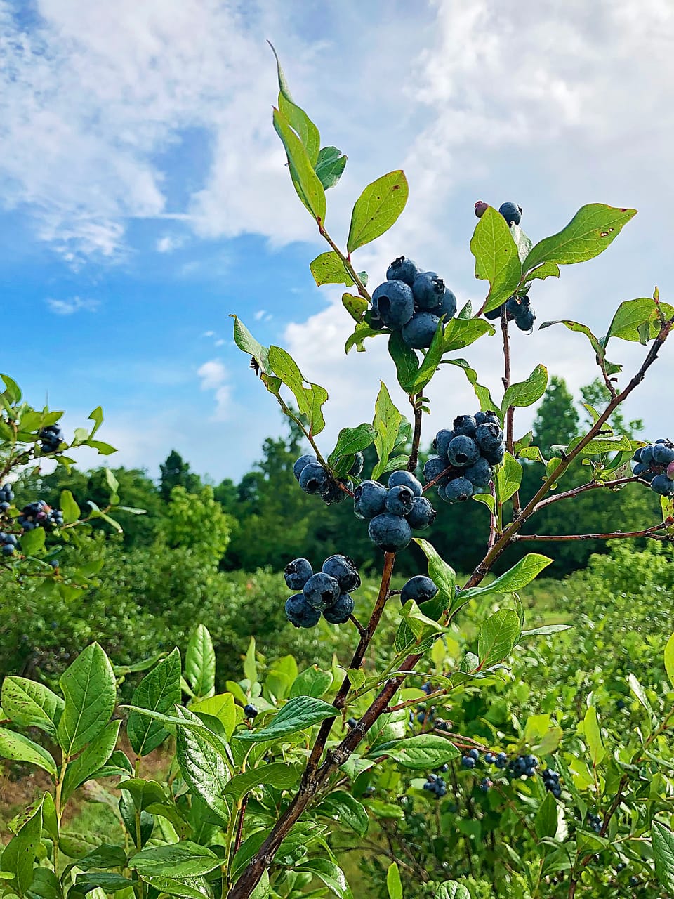 ...On Blueberry Hill